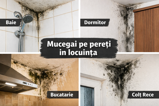 Solutie antimucegai pereti – Cum elimini definitiv mucegaiul din casa